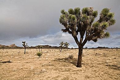 《护林员模拟器》宣传片公开 登陆Steam抢先体验